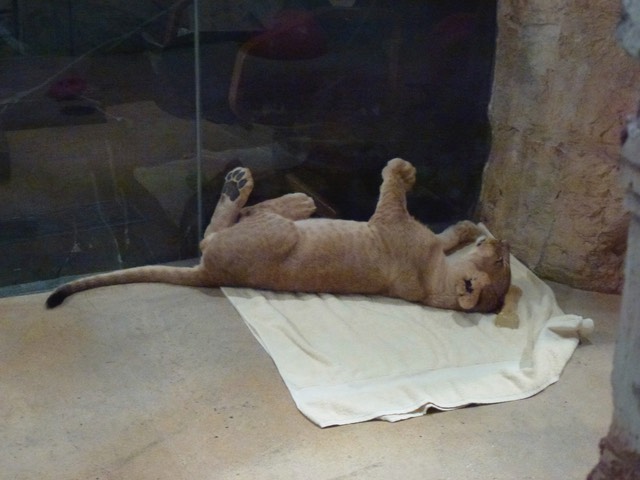 P1010426