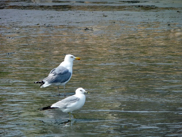 P1060433