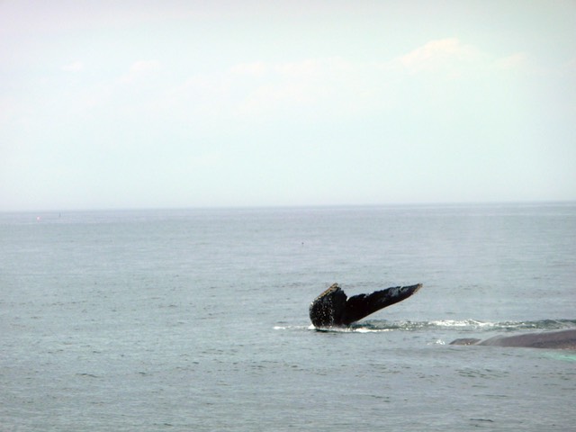 P1060545